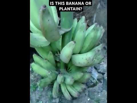 IS THIS BANANA OR PLANTAIN? #nature #gardening #natural #plants