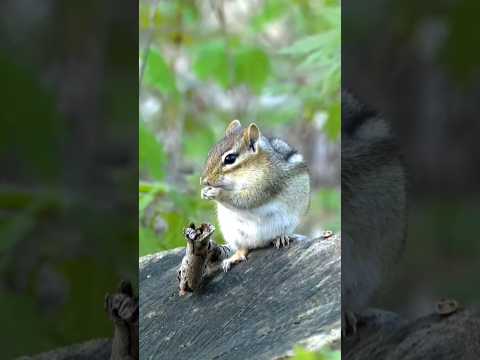 Cute squirrel 🐿 eating peanuts