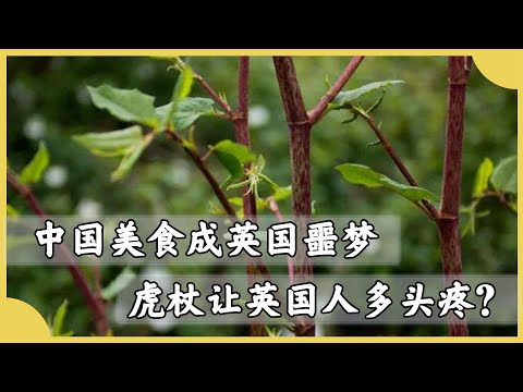 英國花60億清理虎杖，為啥中國不費吹灰之力，就能抑制虎杖泛濫？