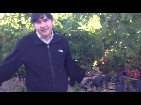 Winemaker Gustavo Gonzalez discussing our Cabernet Franc grapes in Hyde Vineyard