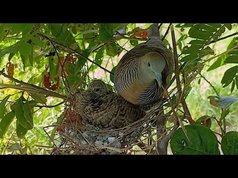 Dove birds Breeding protects babies in two nests  - Baby Birds Dove good bay in nest