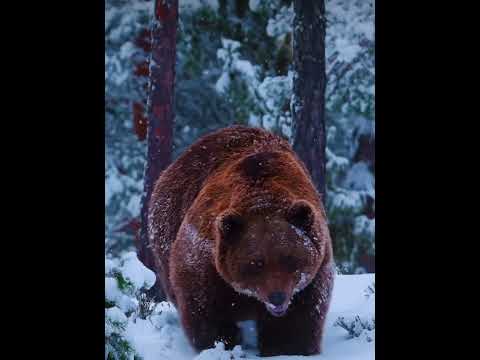 "Bear's Perfect Back Scratch: A Fun Forest Moment!" #animals #fascinatingwildlife #endangeredspecies