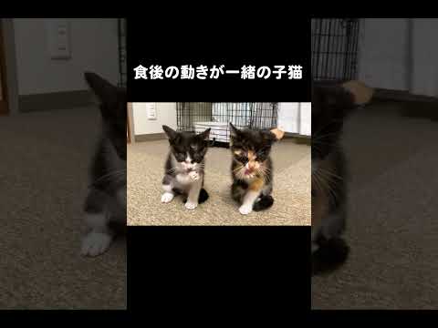 食後の動きが一緒の子猫　#保護猫 #子猫