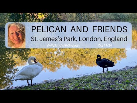 I love watching the #swans #pelicans and other #birdlife  in #London - St. James's Park