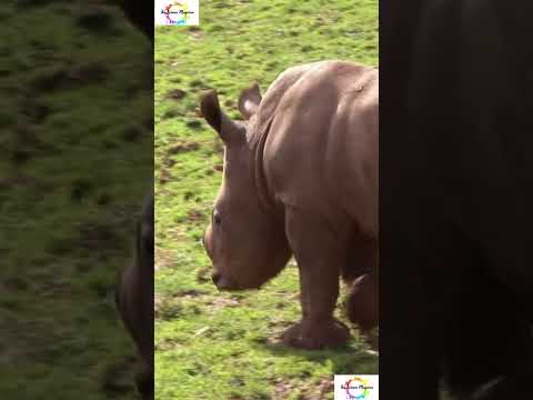 Weird Facts About  Baby Rhinoceroses #shorts #shortsfeed #youtubeshorts #facts #weirdanimals #rhino