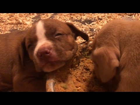 Puppies sleeping in the food bowl