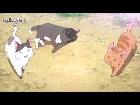 Machikado Mazoku 2 The New Cats Episode Compilations