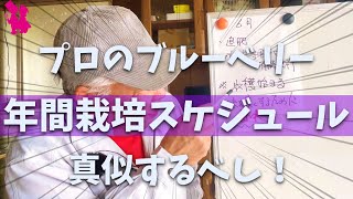 【保存版】ブルーベリーの月別作業・管理をプロ農家が解説します