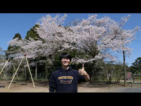 新居の学校の庭に桜付いてた！！！