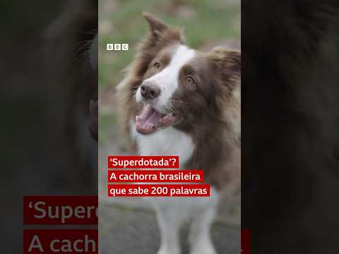 A border collie brasileira que sabe 200 palavras e virou estrela de pesquisa #bbcnewsbrasil