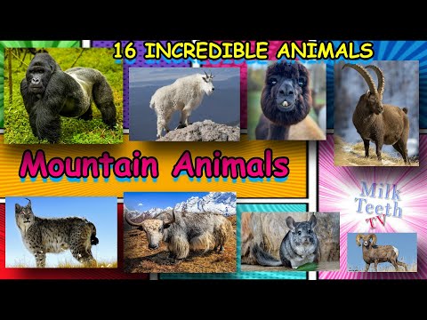 English Vocabulary: Mountain Animals (Animals that Live in the Mountain)