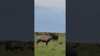 Black rhino at masai Mara #kenya #wildlife  #kenyasafari #safari #safarijourney #blackrhino