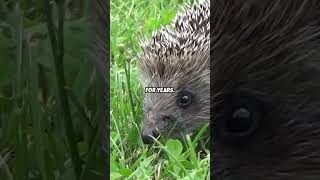 Hedgehogs self anoint