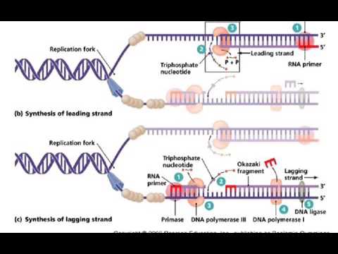 Cell Cycle