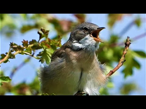 Common WHITETHROAT Singing & Calling