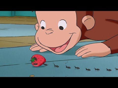 George Learns About Ants! 🐜🐵 Curious George | Animal Friends