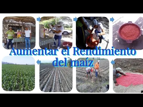 Como Aumentar el Rendimiento del Maíz , técnicas y nutrientes.