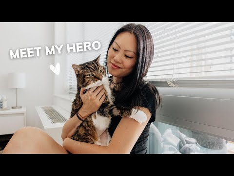 Meet My Hero | My cat is sick | Cat With IBD | Cat with Intestinal Lymphoma | Cat Sinus Tumor