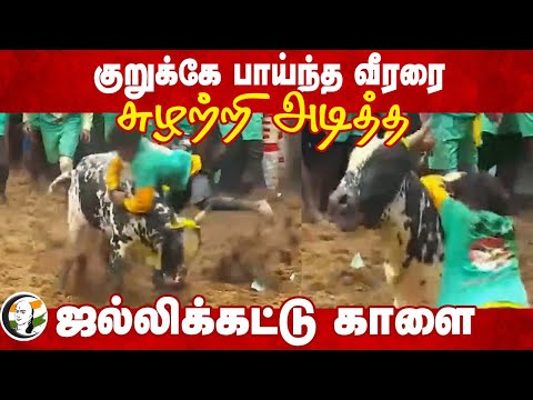 குறுக்கே பாய்ந்த வீரரை.. சுழற்றி அடித்த ஜல்லிக்கட்டு காளை | Avaniyapuram Jallikattu | Pongal