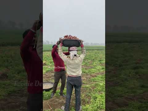 This Is How Our Fav. Carrot🥕 is Processed in Farms | The Most Amazing Washing Process of Carrots 🥕