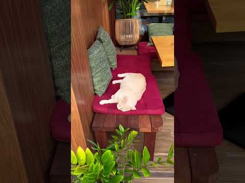 #shorts #musicforfocus #chillout #chillcat #loficat #catlife #catvideos #catlover #chillkitten