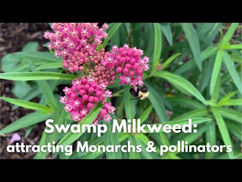 How to help Monarch butterflies + bees with Swamp Milkweed - Asclepius incarnata