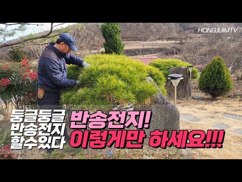 둥글둥글 반송전지 할수있다! 반송전지 이렇게만 하세요 / Making pine trees pretty