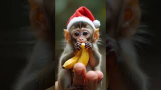 Cuteness Overload: Tiny Monkey’s Playful Adventures    #TinyMonkey#MonkeyBusiness#CuteOverload # kid