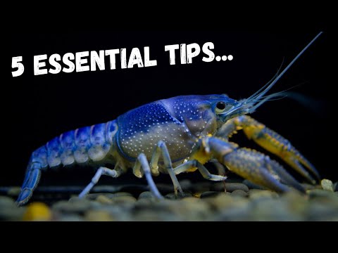 5 Pro Tips Every Crayfish Keeper Should Know