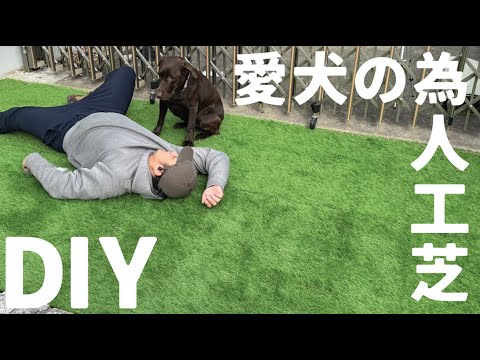 [Garden DIY] Installing artificial turf for your dog. The large dog Labrador Retriever is too cute.