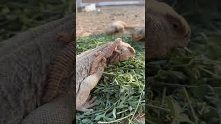 Hoo Lizard 🦎 Feeding on Green grass #lizard #animallover #cuteanimals #indiazoo#youtubeshorts