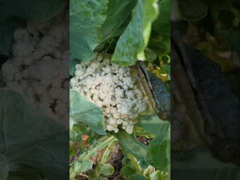 Early Harvested Cauliflowers due to rainfall (S-064) #shorts #youtubeshorts #garden #plants #nature