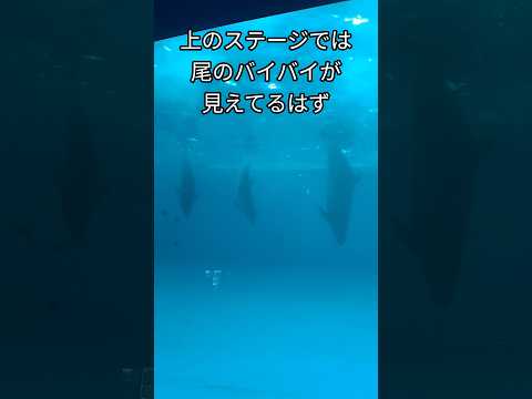 水中から見るイルカショー　#水族館#イルカショー#水中#イルカ#癒し