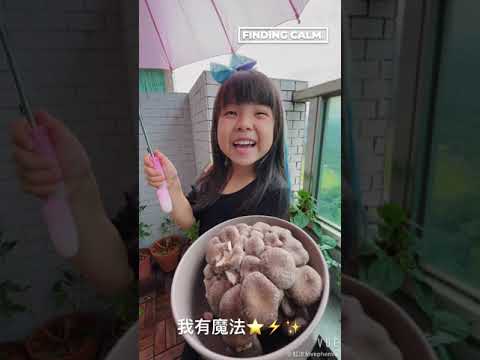 【聖德科斯】健康零食黑美人菇脆片