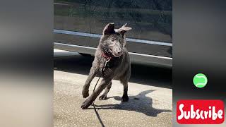 Puppy Splashing in Water | American Blue Bay Shepherd