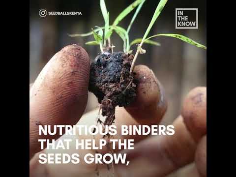 Seed filled balls are helping save the Earth’s forests