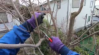 No.231_ Winter pruning of mountain ash and observation of the cut