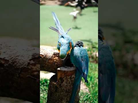 beautiful parrots #Macaw#birds#shorts#viral#ytshorts#trending