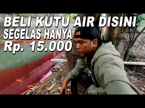 KUTU AIR PER GELASNYA 15 RB  MURAH BANGET