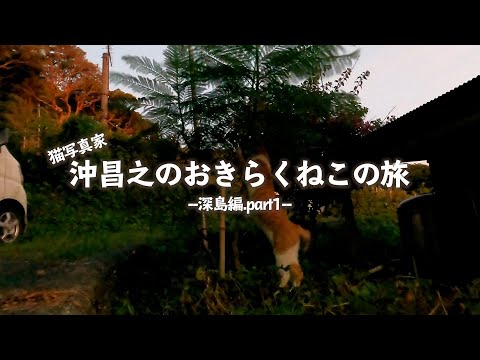 おすすめ動画クリエイター 沖昌之 「猫写真家 沖昌之の おきらくねこの旅 ～深島編.PART1～」