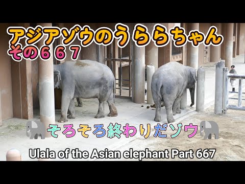 アジアゾウのうららちゃん（６６７）🐘そろそろ終わりだゾウ🐘（東山動植物園）Ulala of the Asian elephant Part 667