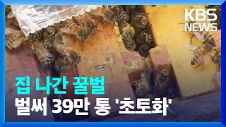 “월동기에도 폐사”…꿀벌 실종에 농가 울상 / KBS  2023.02.26.