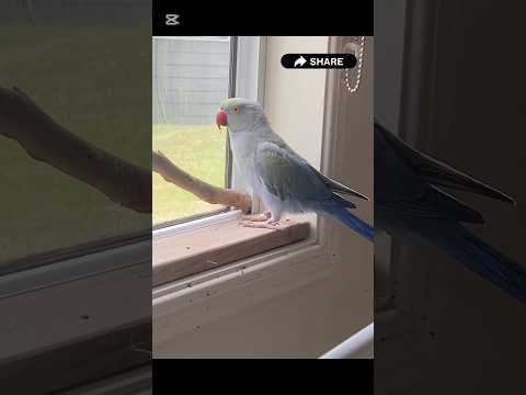 🦜Indian Ringneck Talking#parrottalking #shorts #parrotshorts #indianringneck #talkingparrot