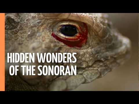 Secrets of the Sonoran: Where the Desert Meets the Ocean | Full Documentary