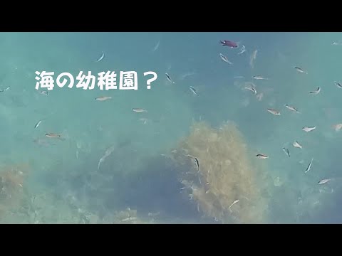 海の幼稚園？