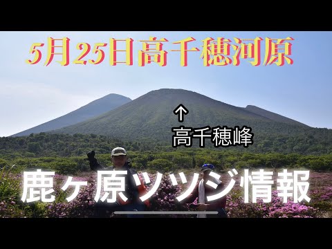 高千穂河原ツツジ開花状況の動画