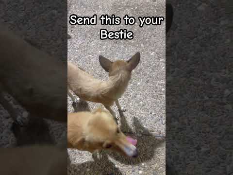 Cuties! #dog #samoyedpuppy #husky #samoyedclub #funny #puppy #pets #cutedog #tiktok #samoyed