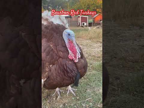 Bourbon Red Turkeys| #HeritageBreedTurkey #Thanksgiving #RaisingTurkey