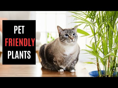 The Best Pet-Friendly Houseplants for a Zen Home