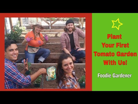 🍅PLANTING TOMATO PLANTS in Raised Beds /Tomato Planting Basics! 🍅 (Foodie Gardener)